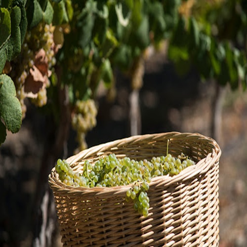 Vinos de Gran Canaria, tour gastronómico para grupos