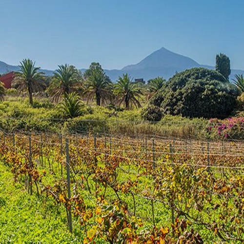 Tour gastronómico y enológicos en Tenerife (Bodegas del Norte)