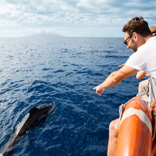 Excursiones avistamiento de delfines en Gran Canaria