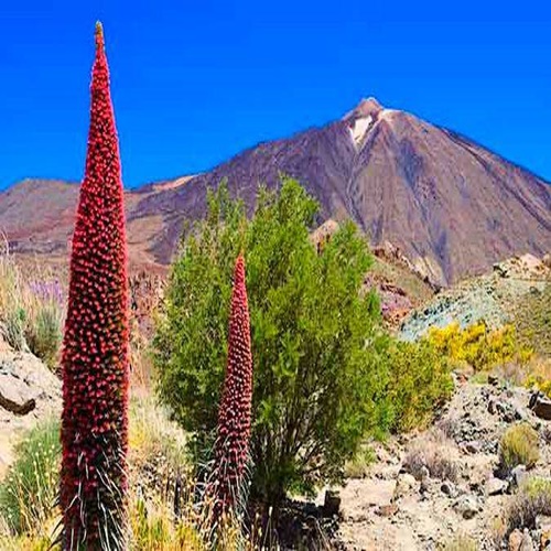 El Parque Nacional del Teide, excursiones para grupos​